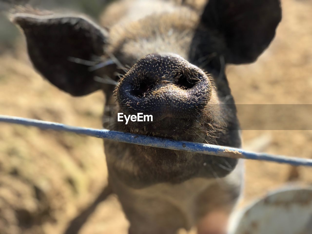 Close-up of pig by fence