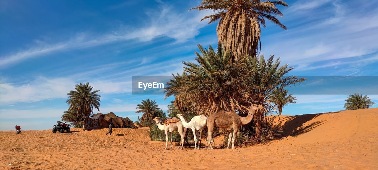 natural environment, palm tree, sky, tropical climate, land, sand, desert, landscape, nature, mammal, animal themes, animal, tree, cloud, plant, environment, camel, domestic animals, group of animals, scenics - nature, animal wildlife, travel destinations, travel, sand dune, blue, outdoors, beauty in nature, climate, day, arid climate, date palm tree, livestock, no people, savanna, heat, working animal, sunlight, beach