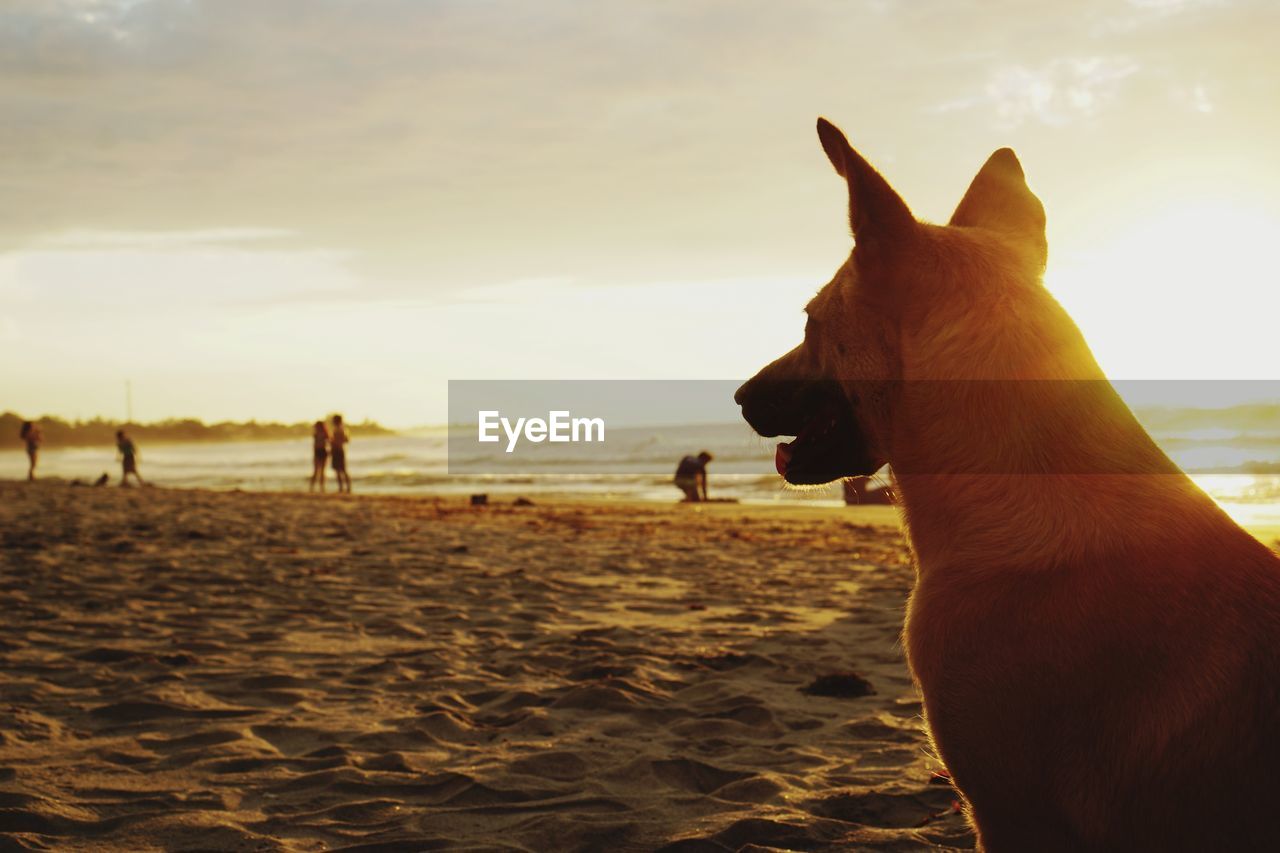 CLOSE-UP OF A DOG ON BEACH