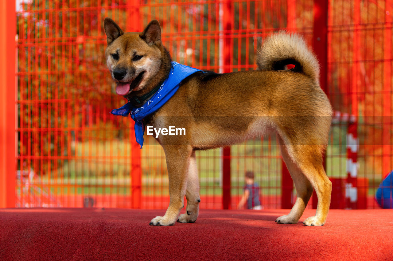 DOG LOOKING AWAY IN RED WHILE STANDING IN FRONT OF HOUSE