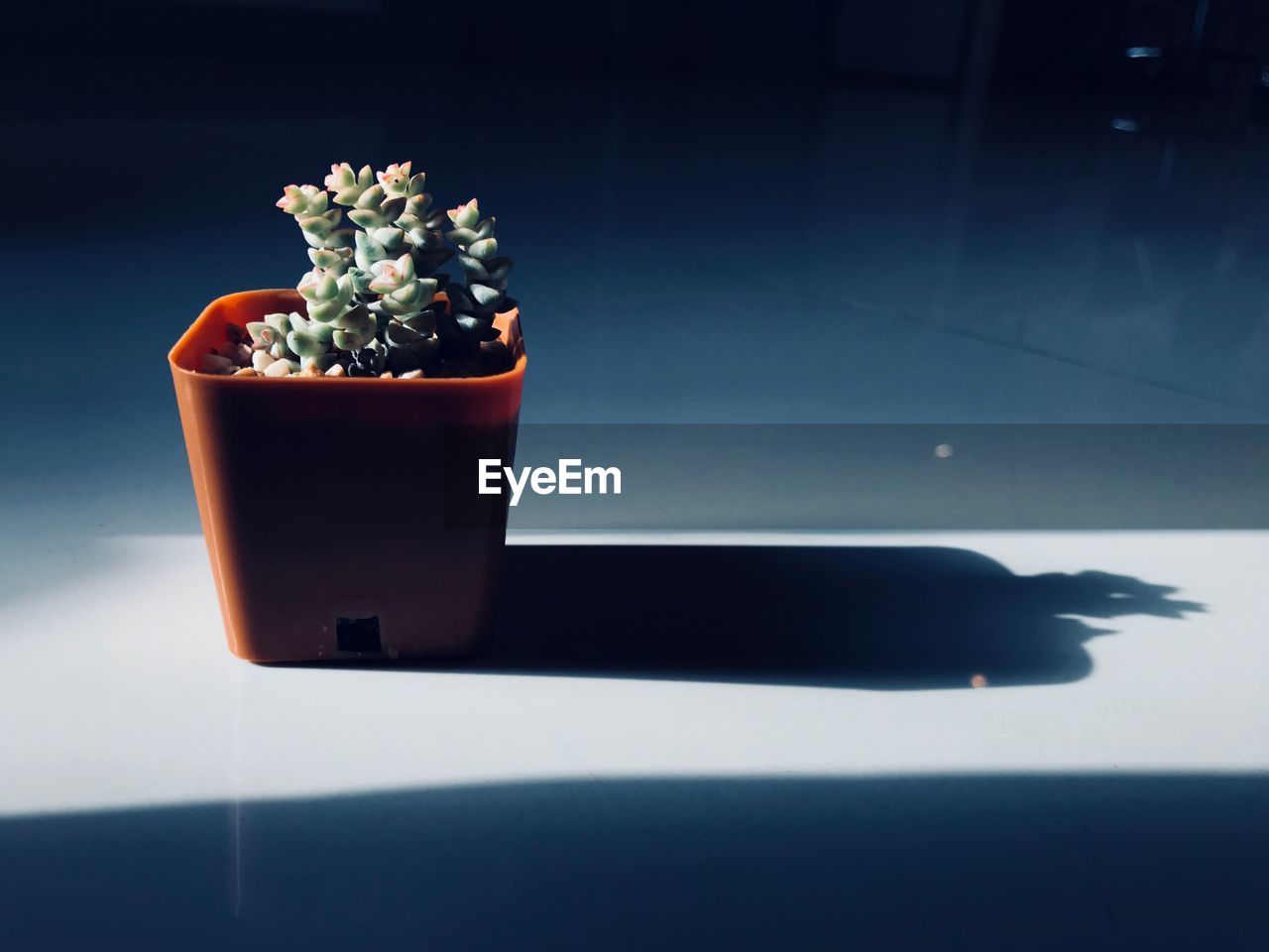 Close-up of potted plant on table