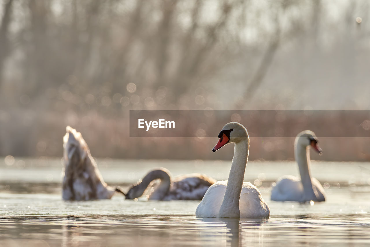 SWAN SWIMMING ON LAKE