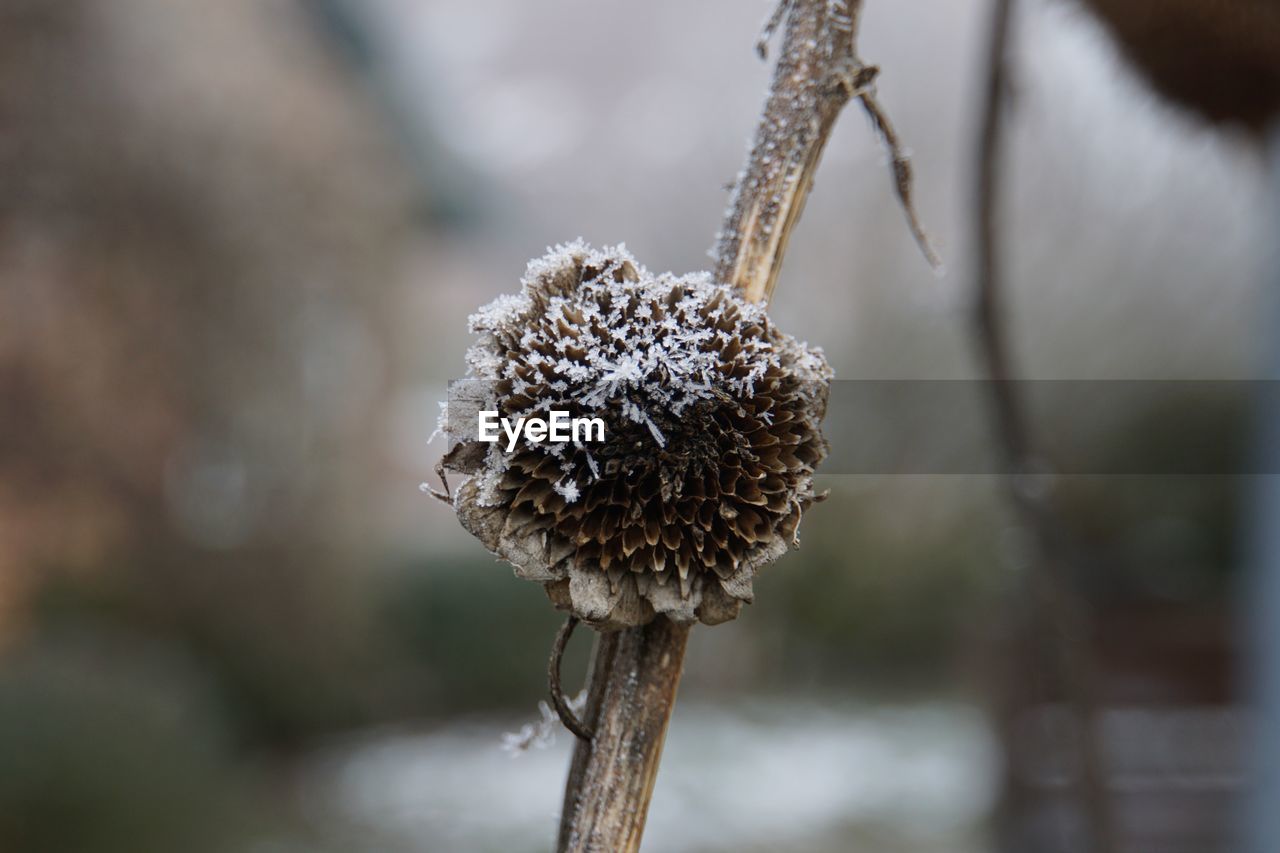 Close-up of dry plant during winter