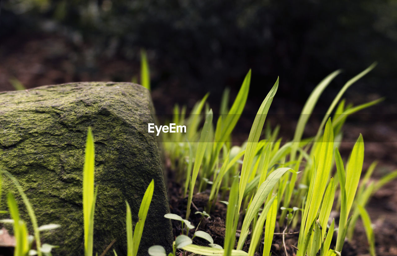 Close-up of plant growing on field