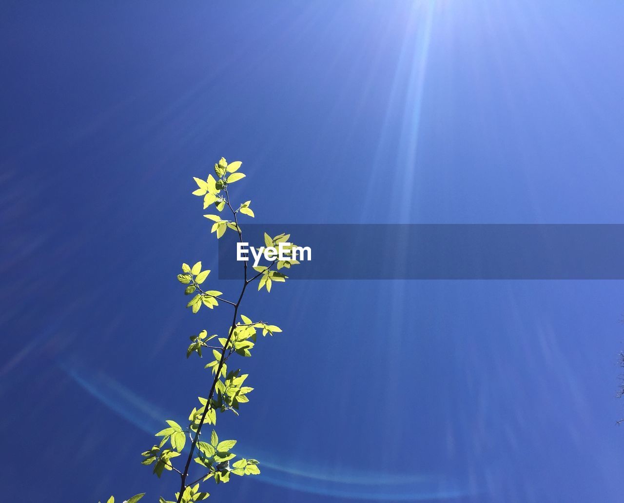 Low angle view of plant against blue sky