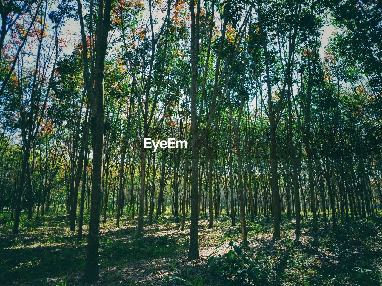 Trees growing in forest