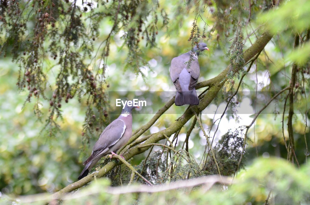 BIRD PERCHING ON A BRANCH