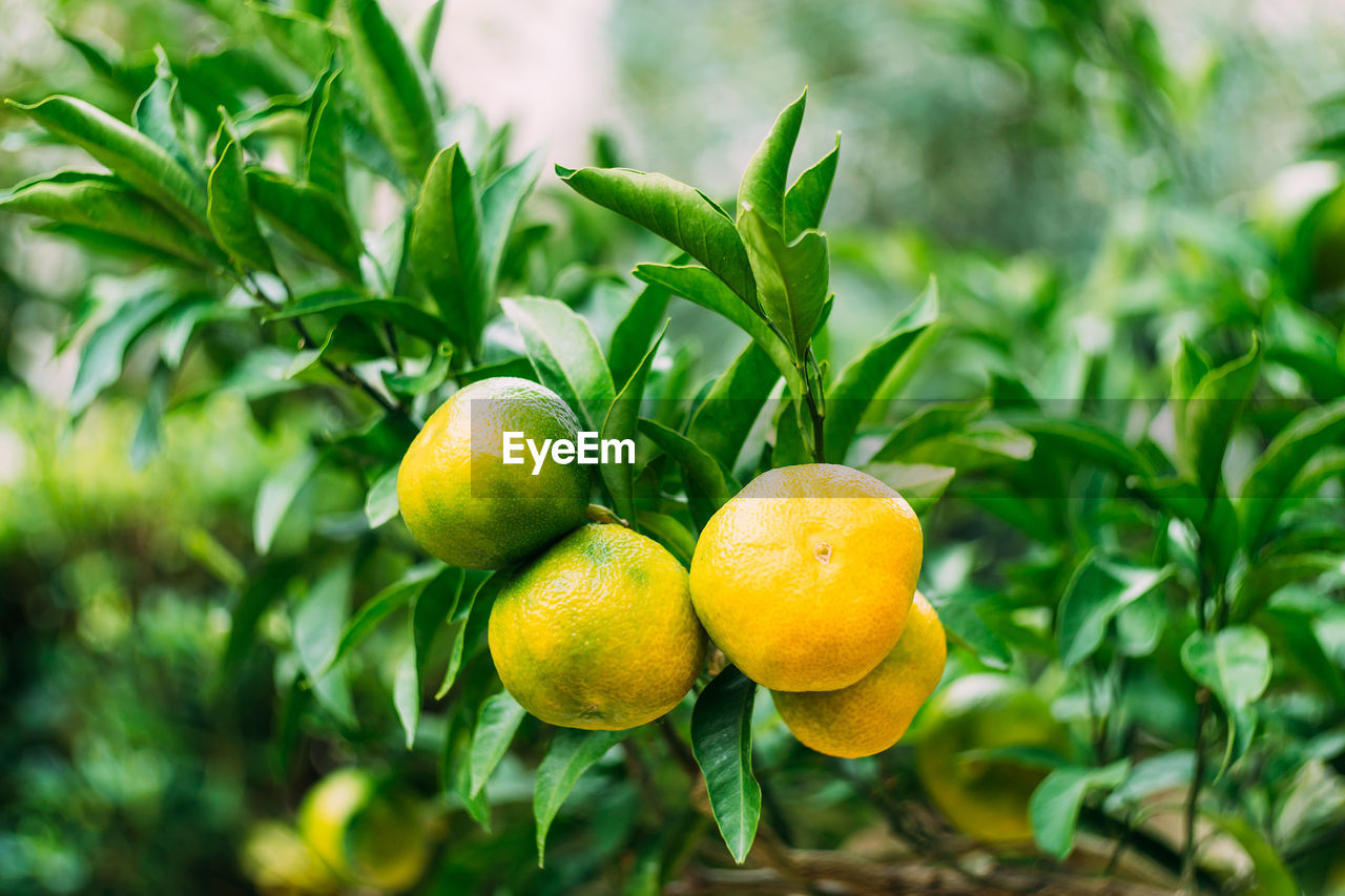 Close-up of fruit growing on tree