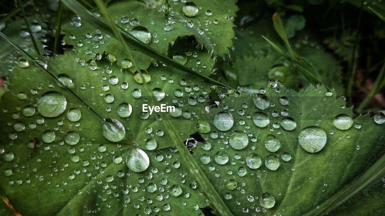 WATER DROPS ON LEAVES