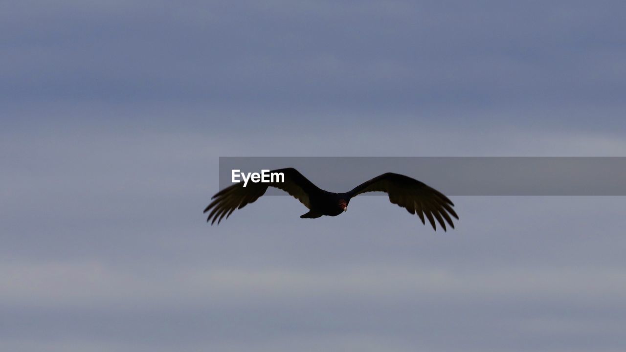 LOW ANGLE VIEW OF BIRD FLYING AGAINST SKY