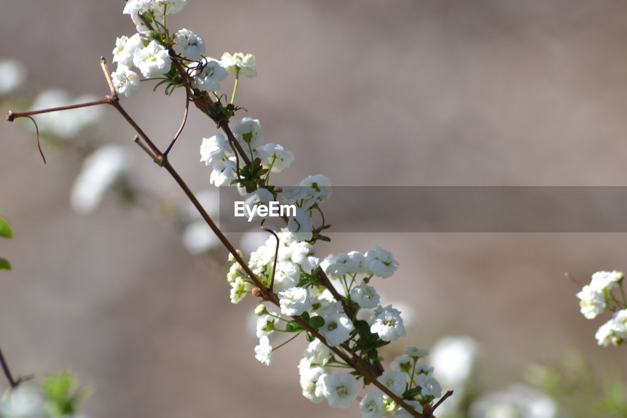 Close-up of flowers growing on tree