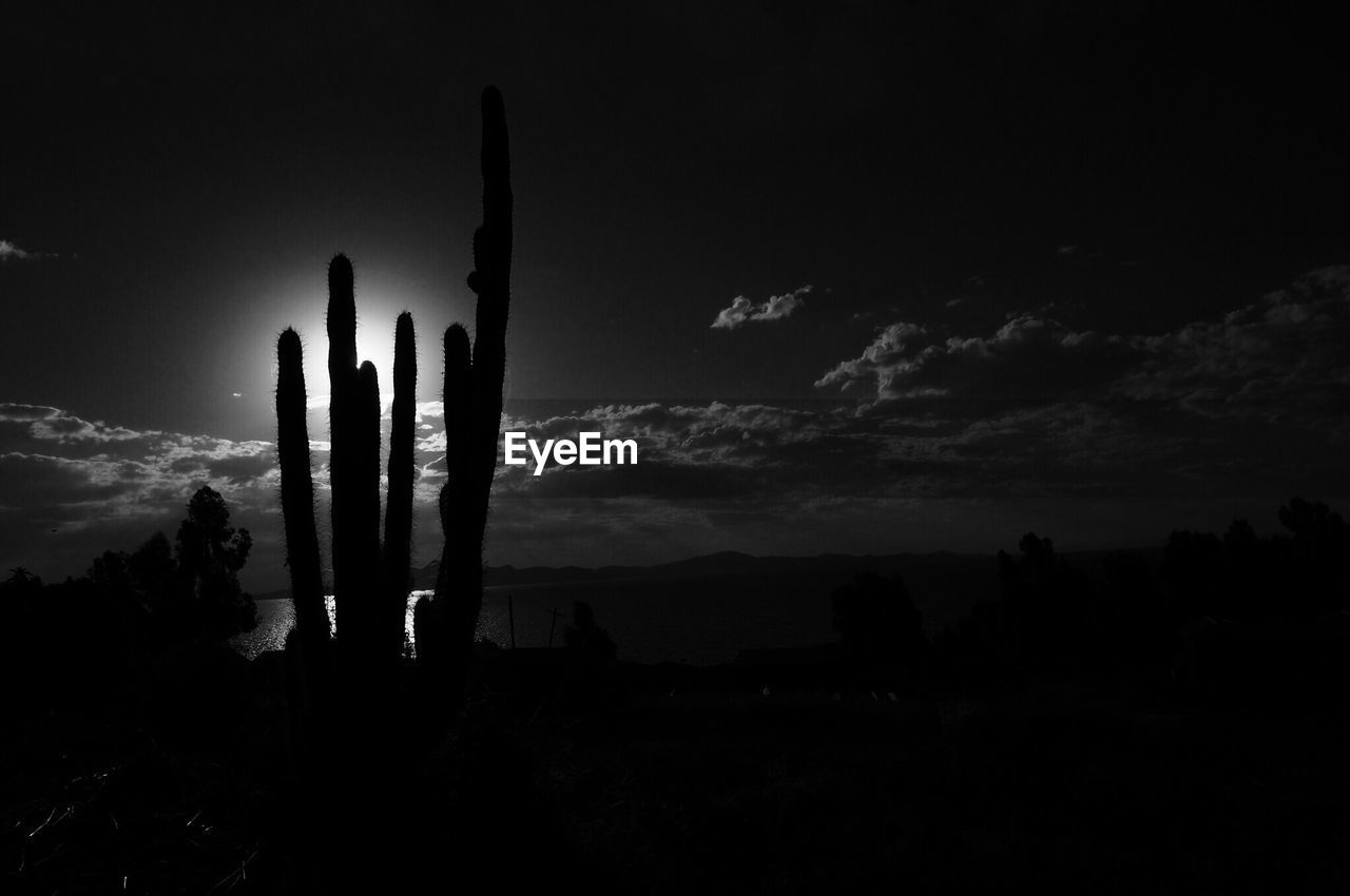 SILHOUETTE OF CACTUS PLANTS