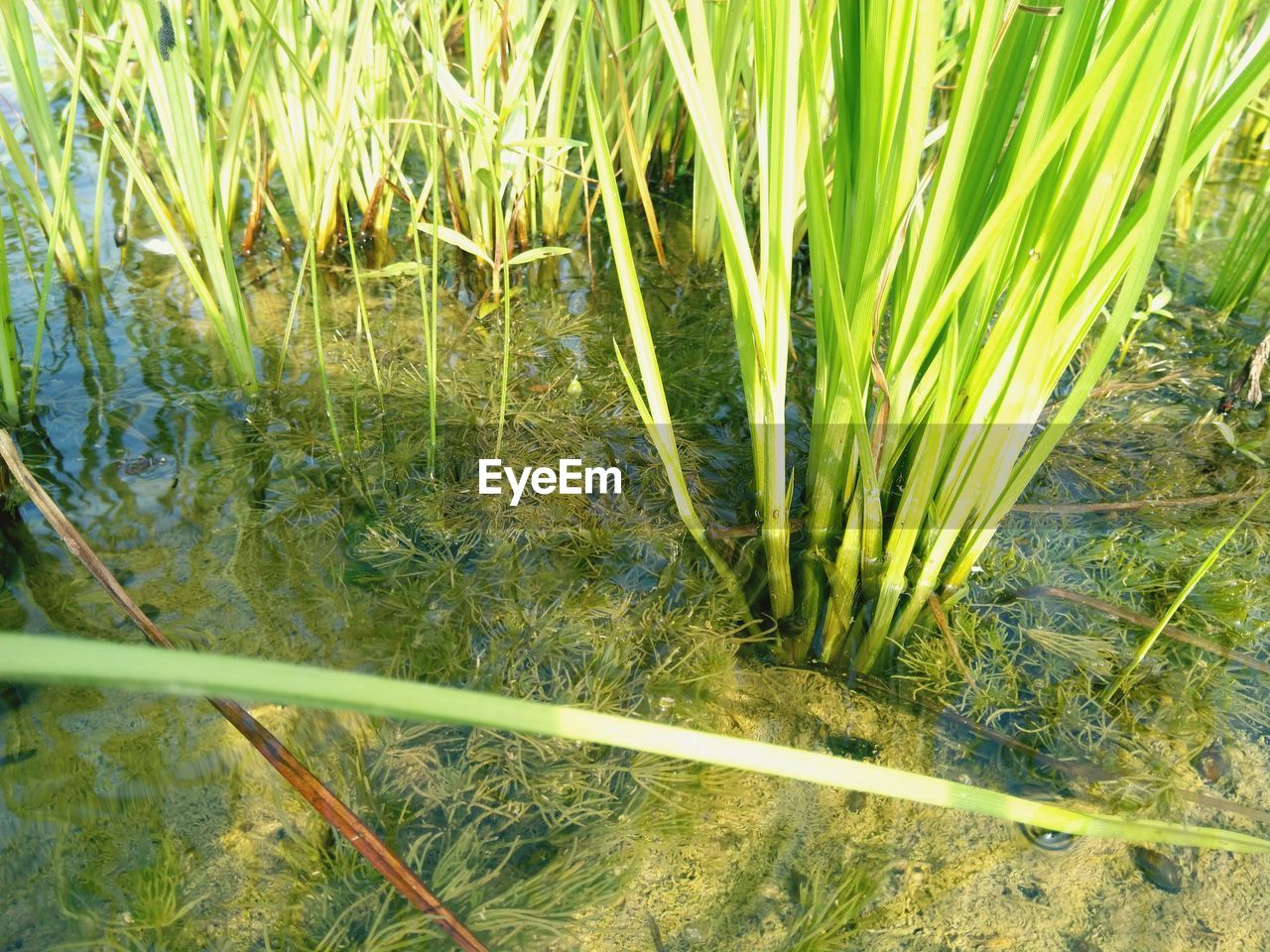 HIGH ANGLE VIEW OF GRASS GROWING ON FIELD