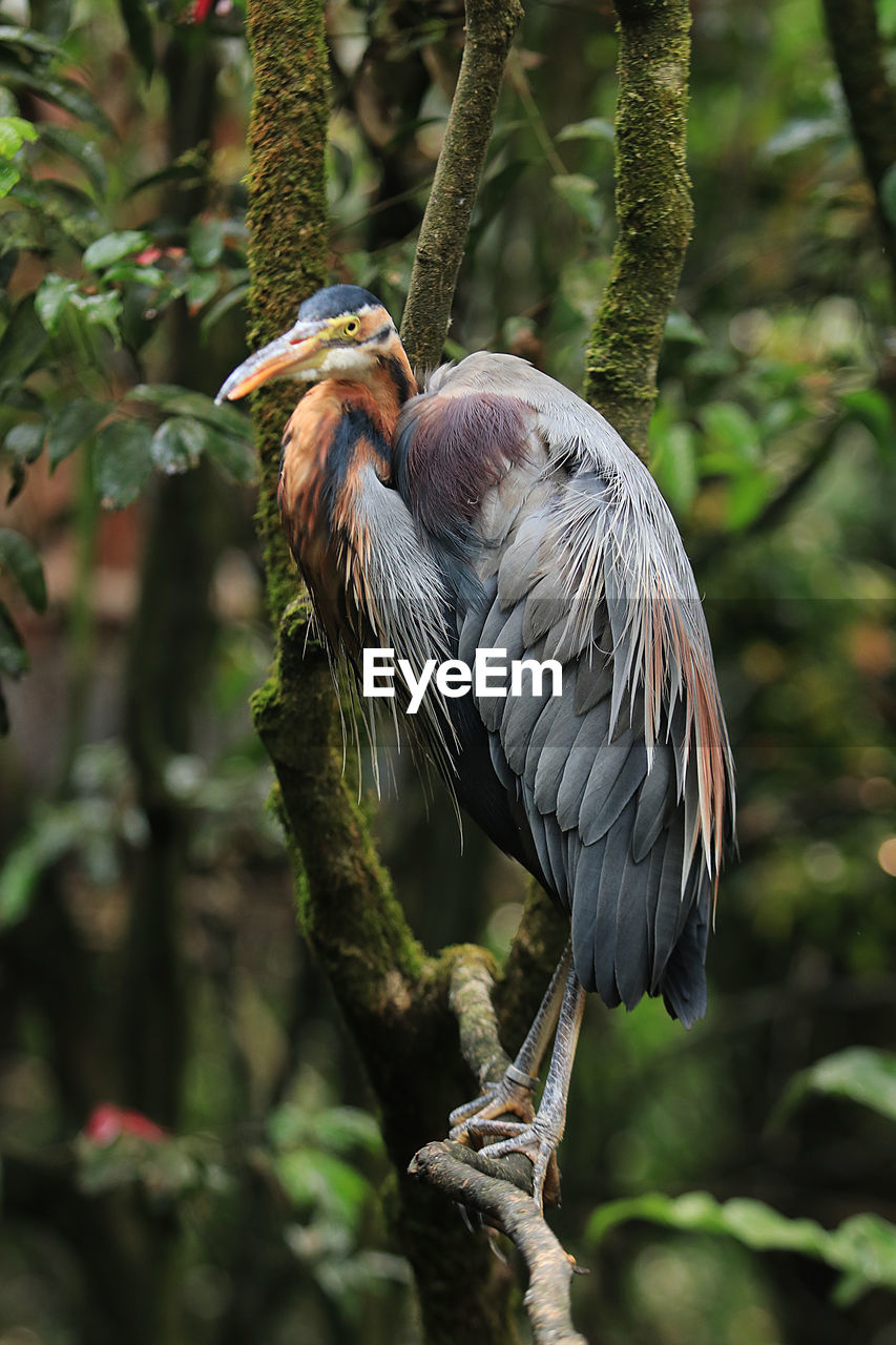 Close-up of bird stork on a tree