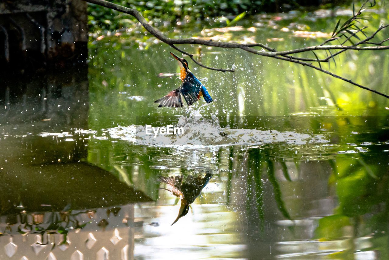 Bird splashing water in lake