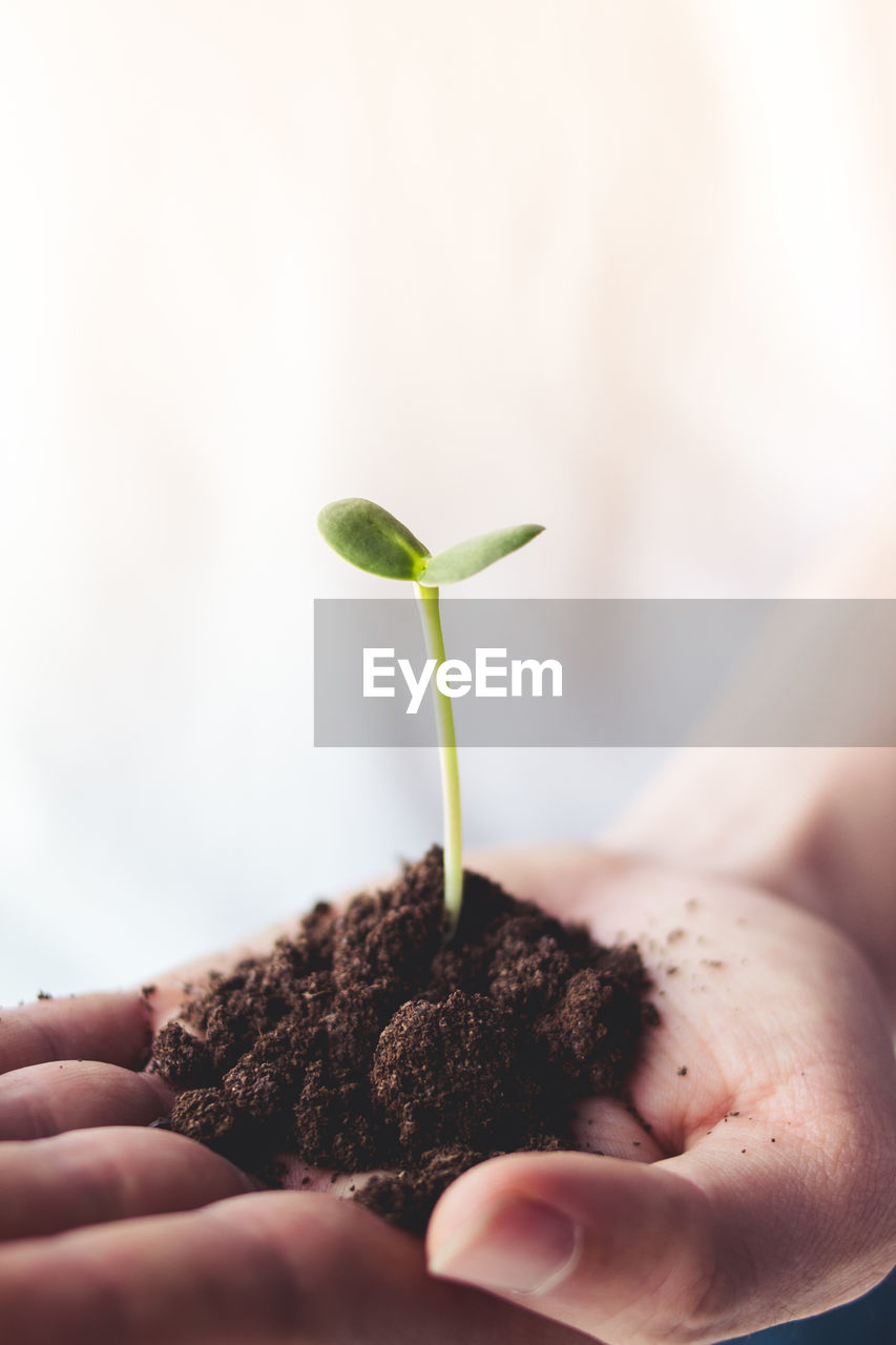 Midsection of man holding seedling