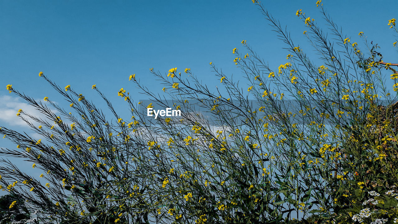 Low angle view of flowering plants against clear blue sky