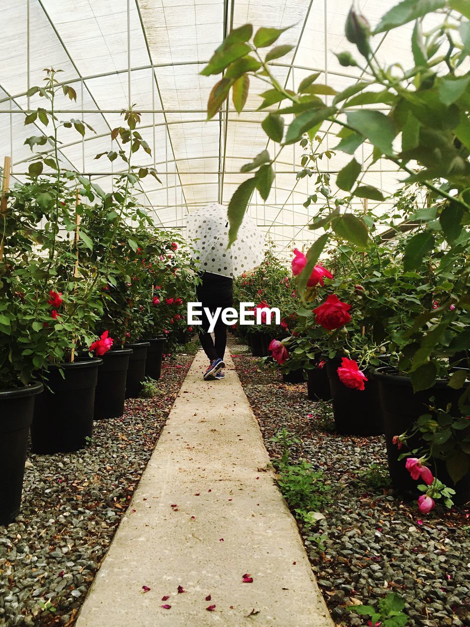 VIEW OF PLANTS GROWING ON WALKWAY