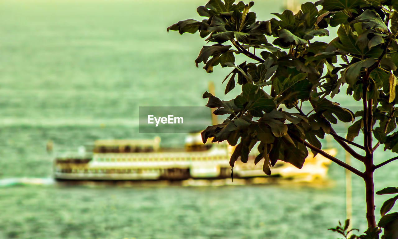 Close-up of tree branch by sea