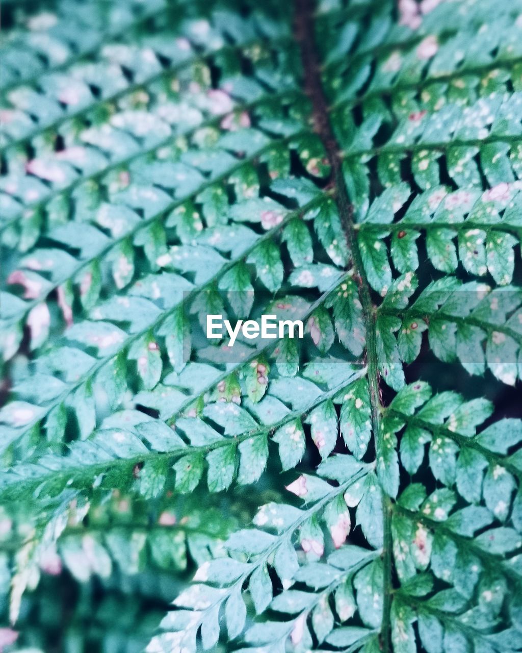 Full frame shot of fresh green leaves