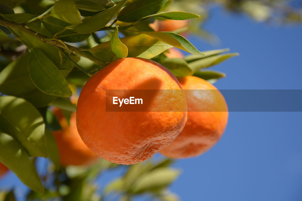 Close-up of orange fruit on tree