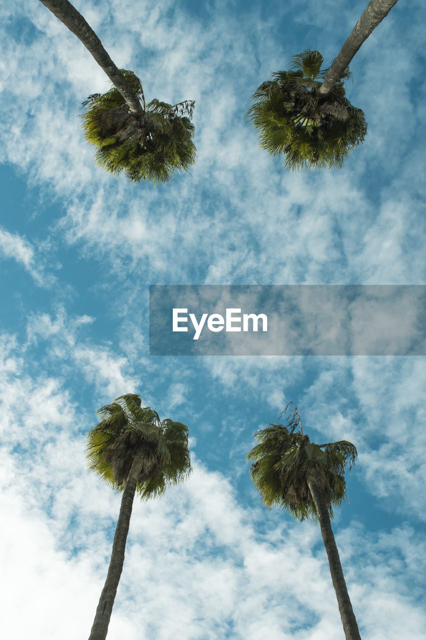 Low angle view of tree against sky