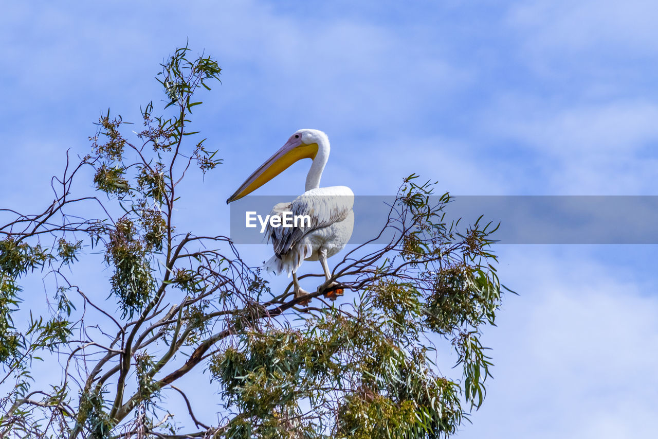 BIRD PERCHING ON A TREE