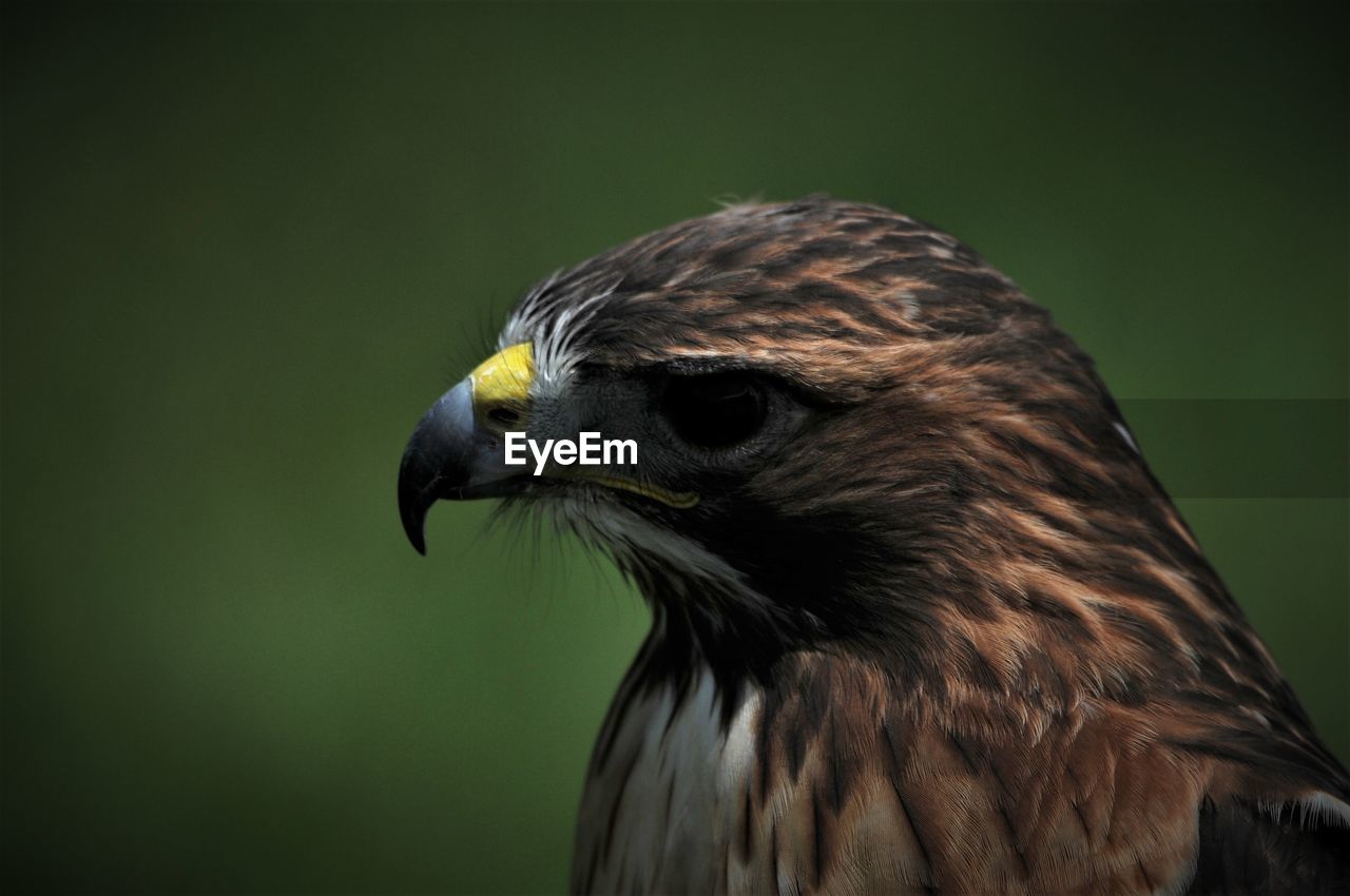 Close-up of hawk