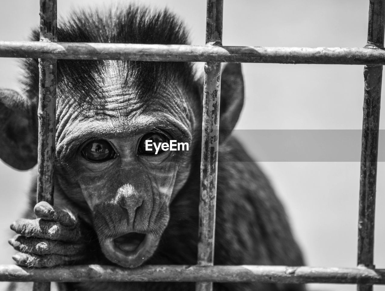 Portrait of infant monkey in cage at zoo