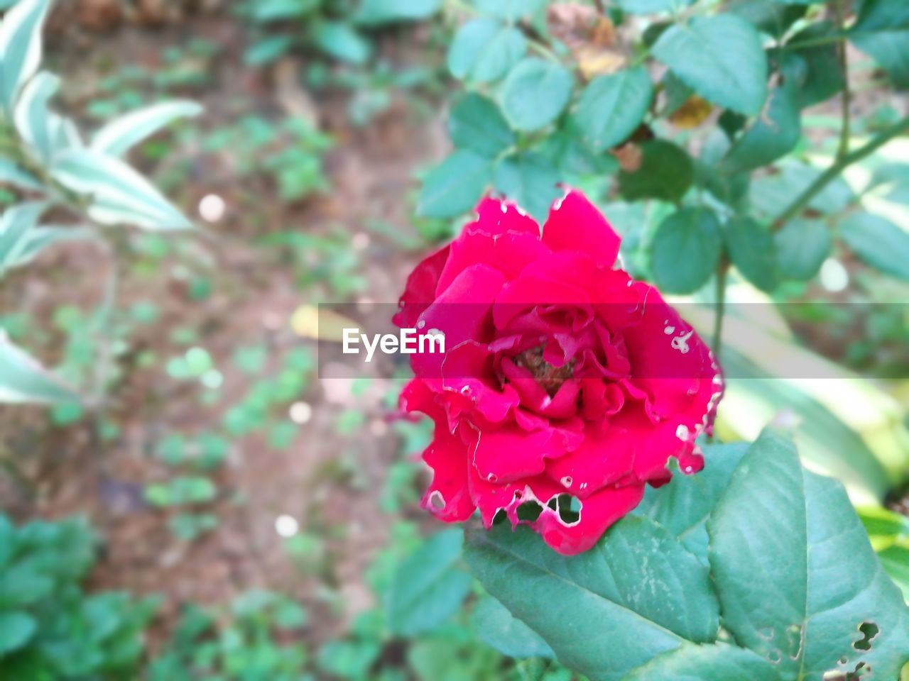 CLOSE-UP OF PINK ROSE BLOOMING OUTDOORS