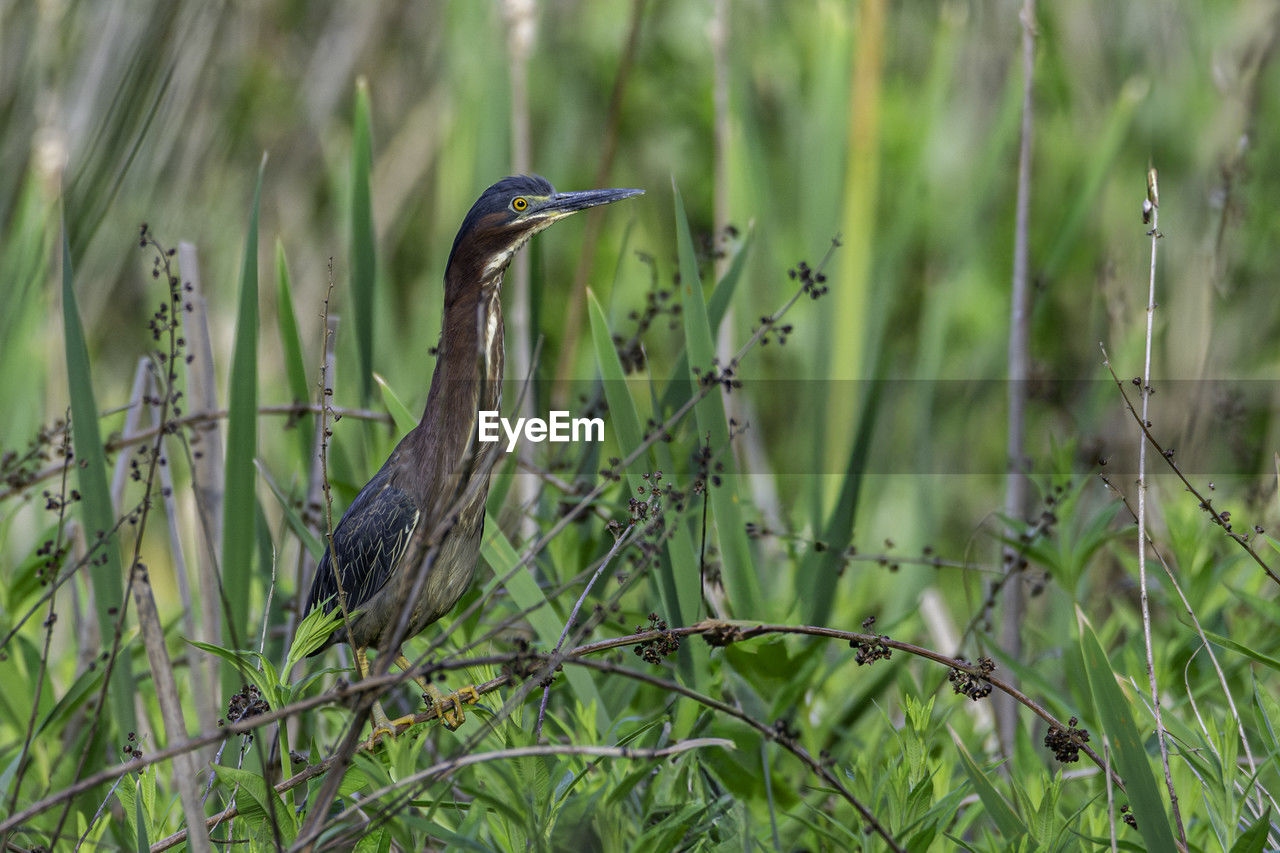 animal themes, animal, animal wildlife, bird, wildlife, one animal, plant, heron, grass, nature, green, wetland, no people, prairie, water bird, focus on foreground, beak, beauty in nature, outdoors, perching, natural environment