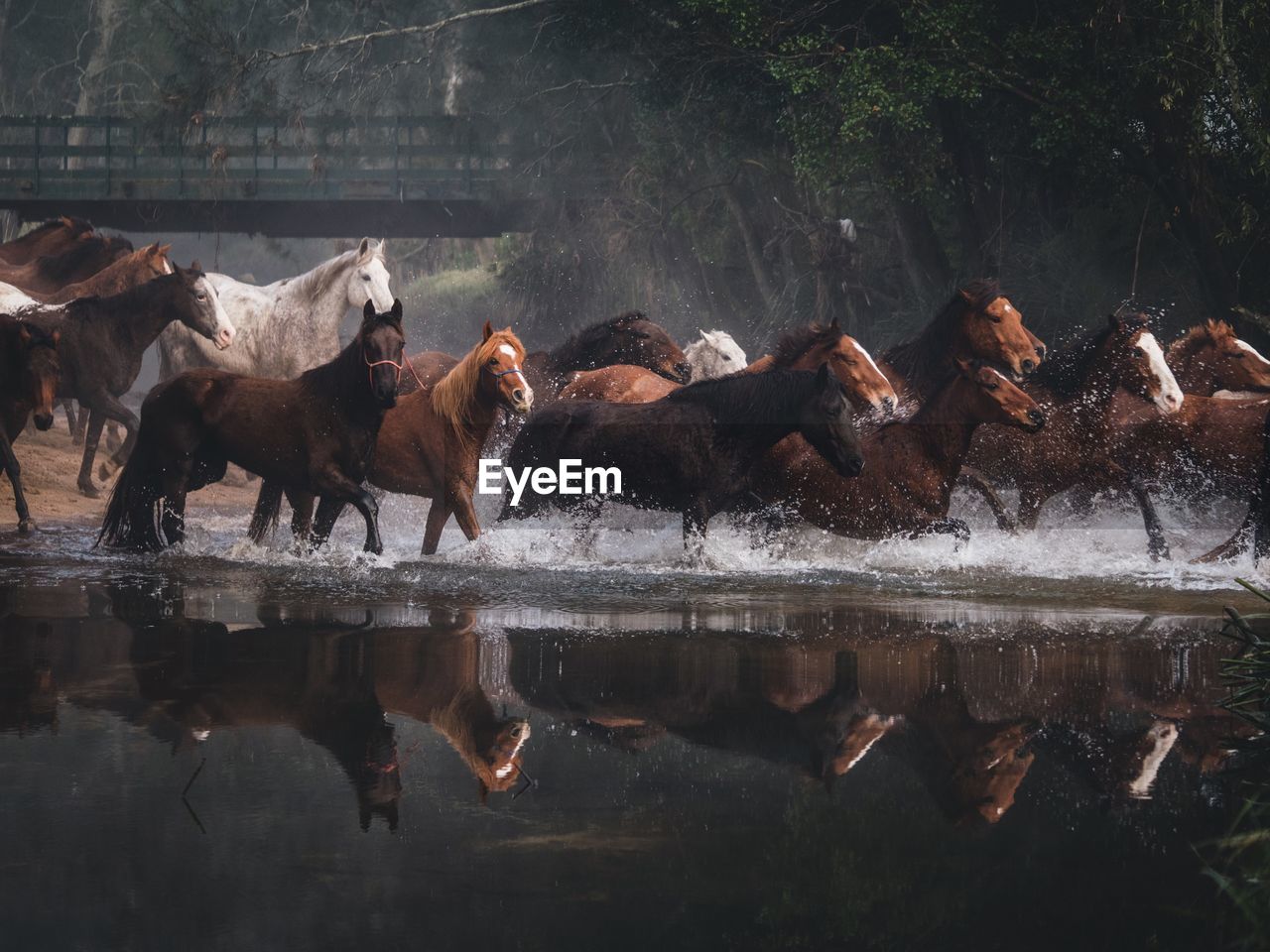 Horses running on lake