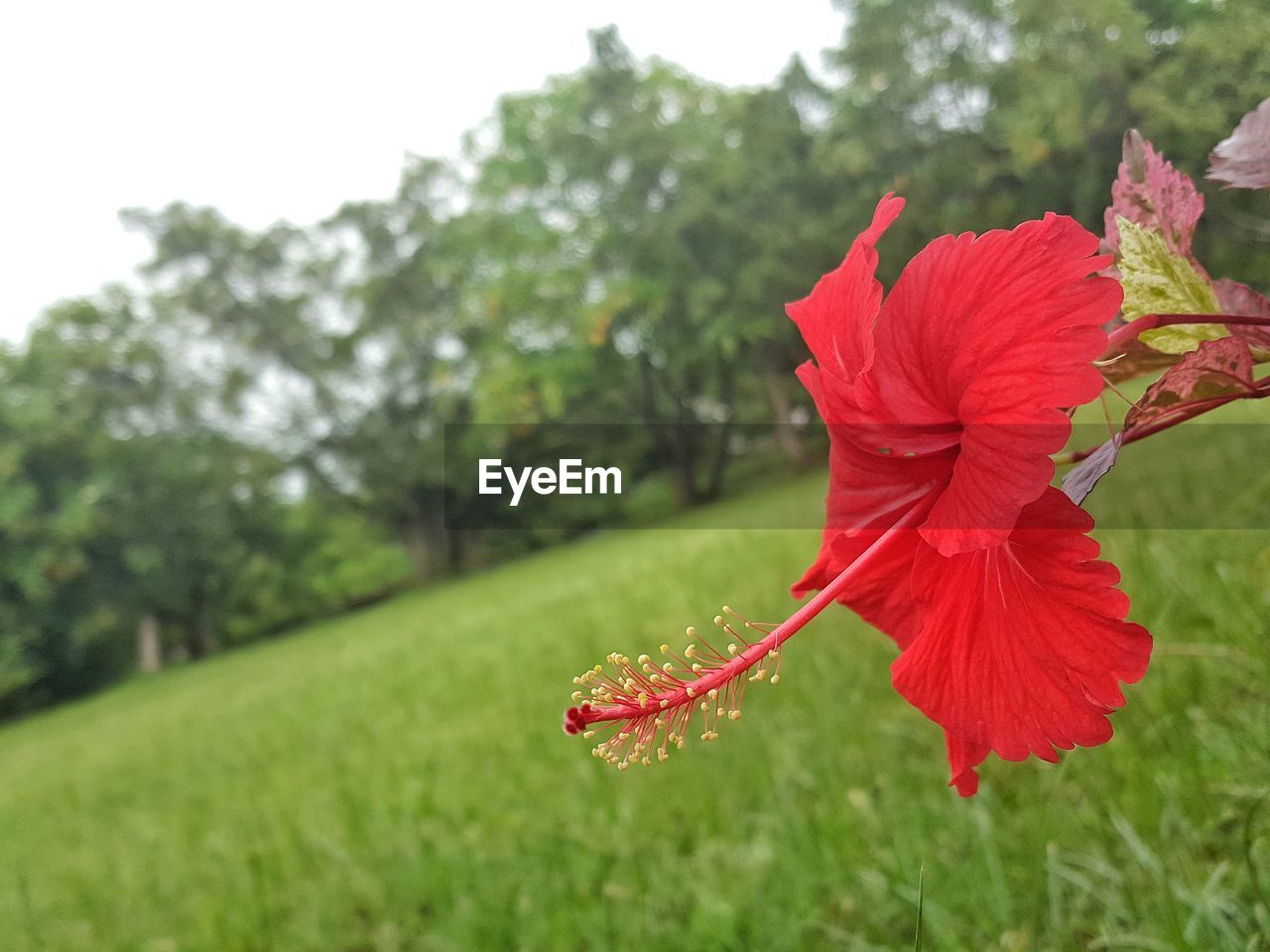 Close-up of red hibiscus flower