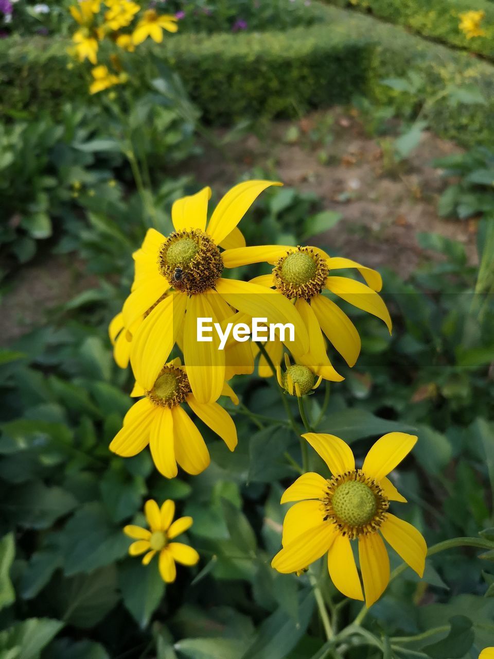 CLOSE-UP OF YELLOW FLOWERING PLANT IN BLOOM