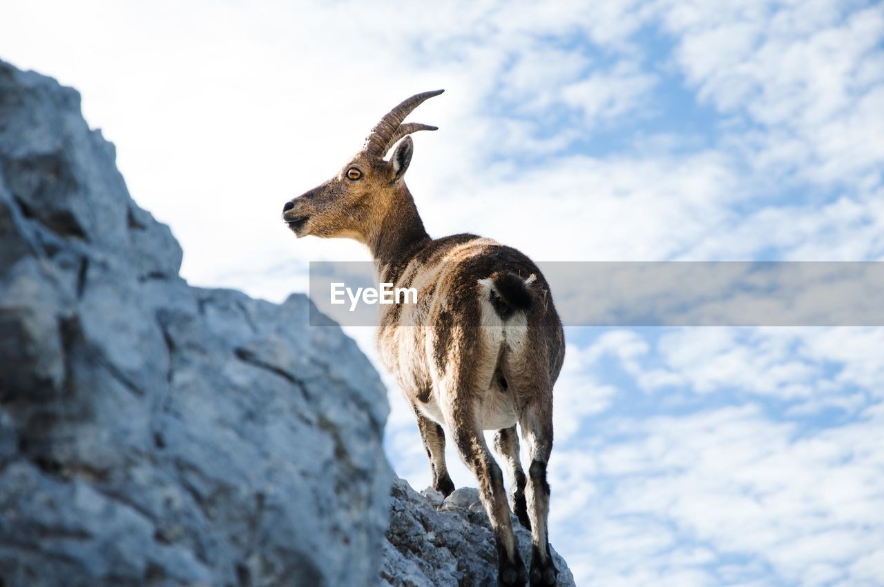 Low angle view of mountain goat standing against sky