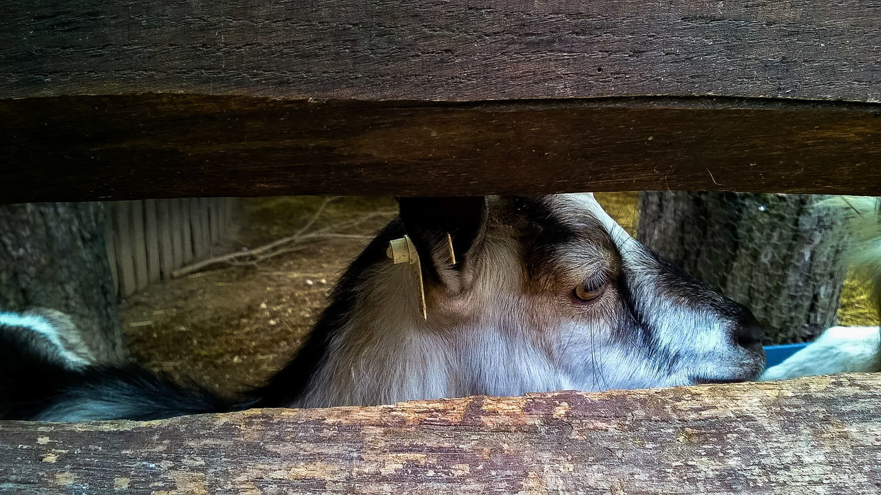 animal themes, animal, mammal, one animal, vertebrate, animal wildlife, wood - material, domestic animals, pets, domestic, livestock, no people, day, close-up, animal body part, animals in the wild, outdoors, barrier, animals in captivity, fence, herbivorous, animal pen, animal head