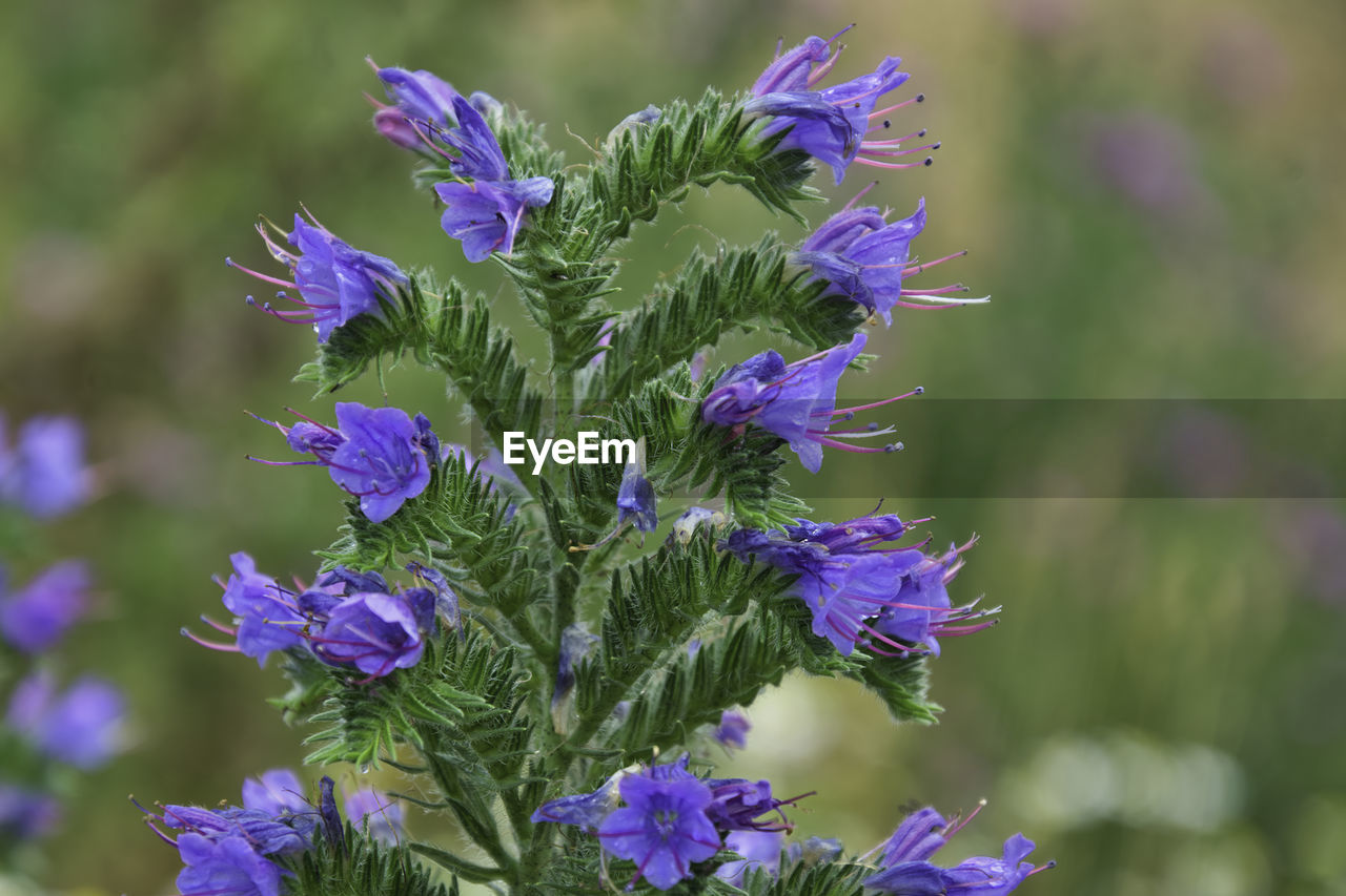 Close-up of purple flowering plants