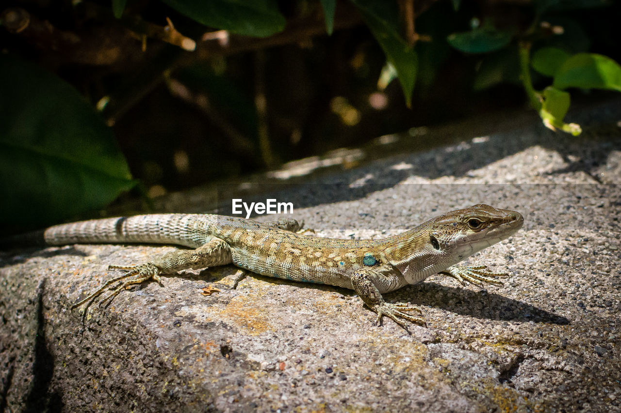 Close-up of lizard on rock 