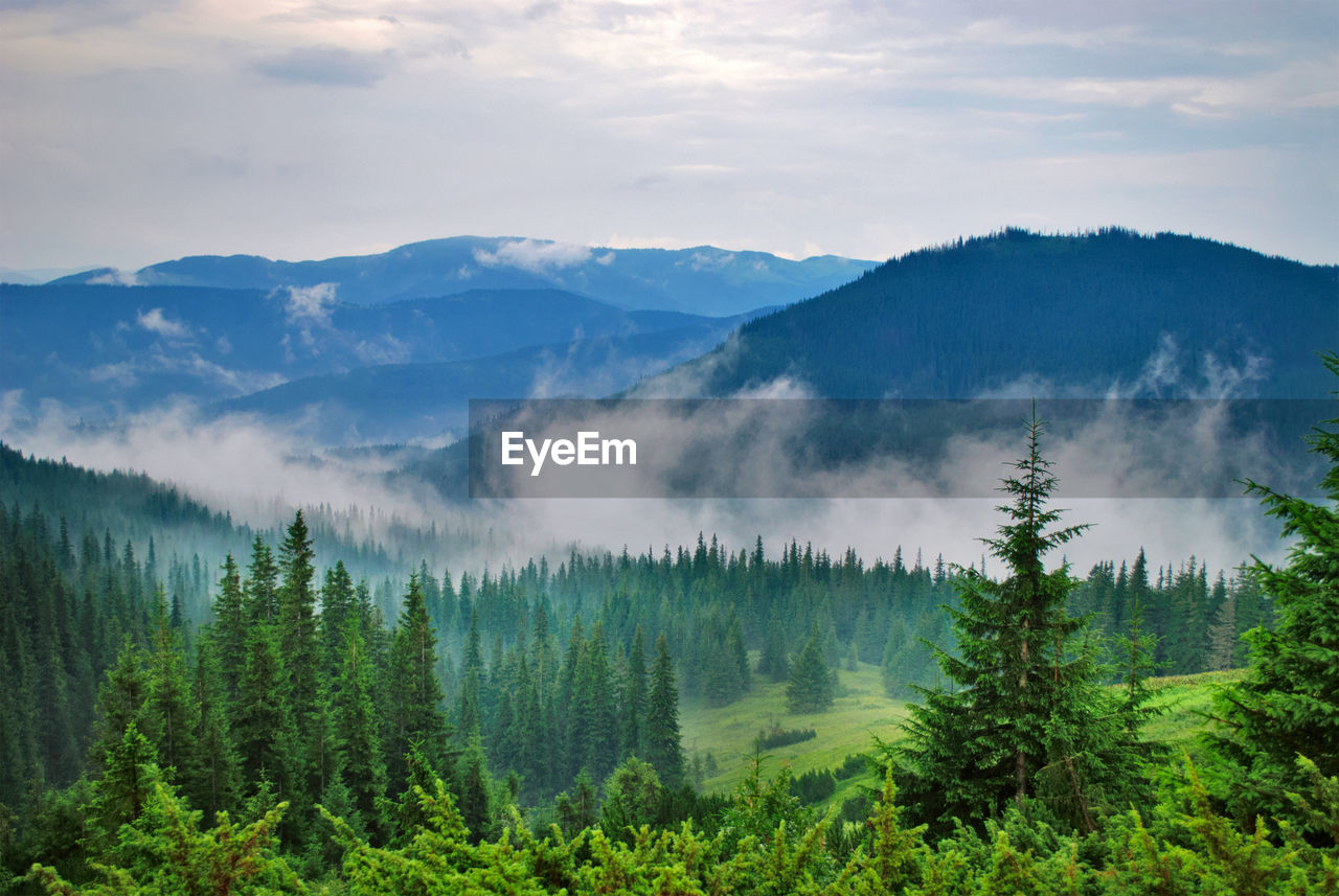 SCENIC VIEW OF PINE TREES AGAINST SKY