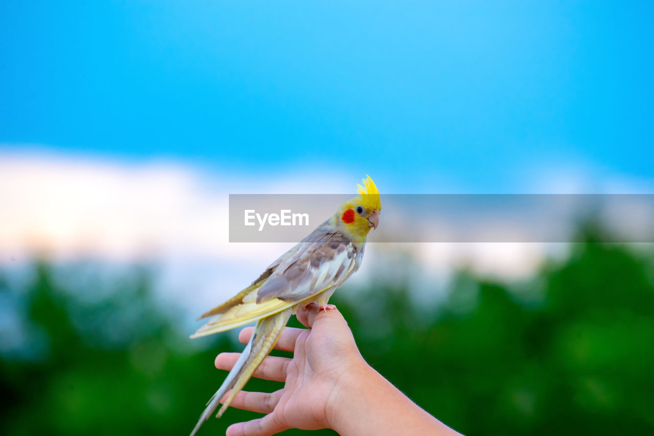 CROPPED HAND HOLDING A BIRD