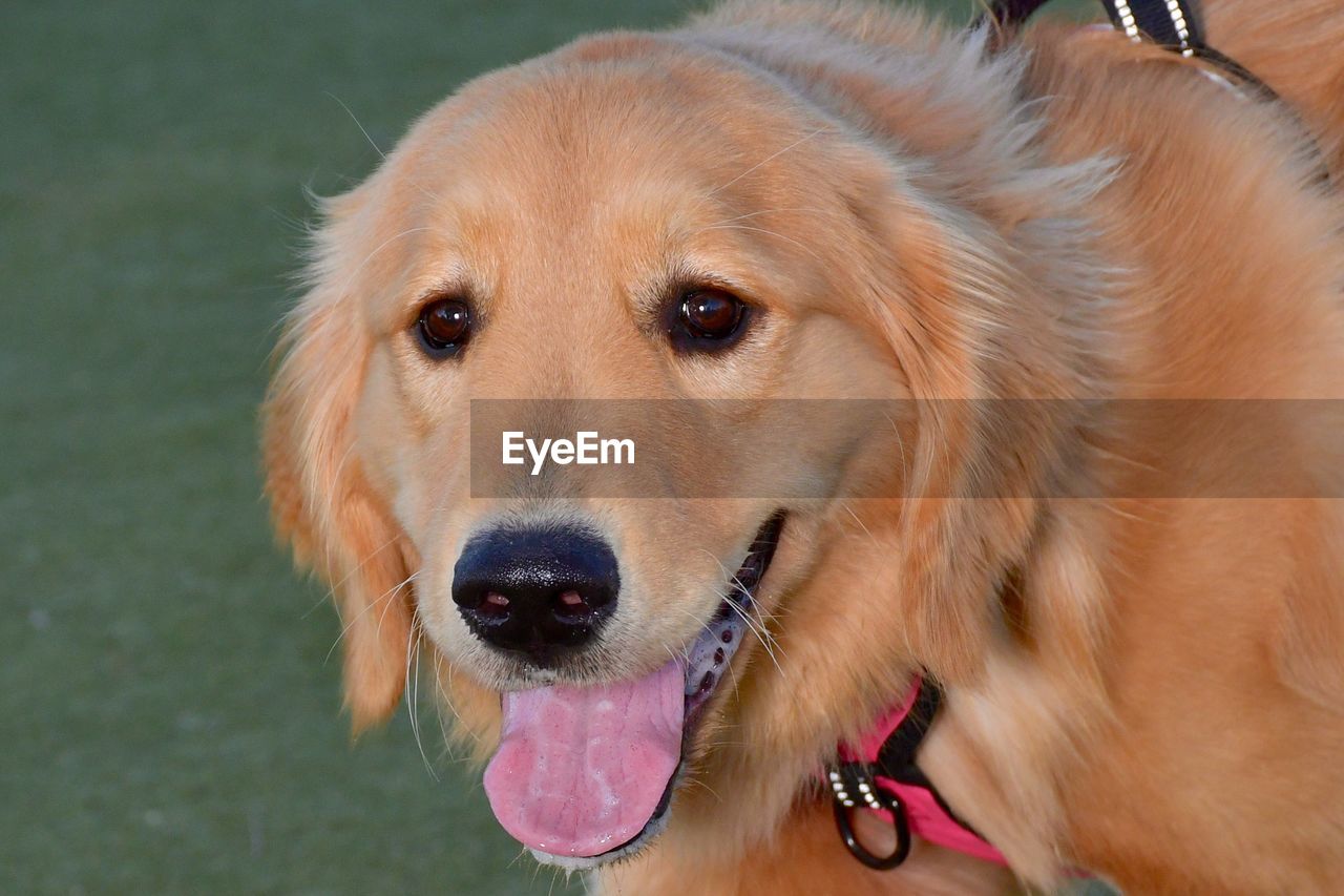 CLOSE-UP PORTRAIT OF GOLDEN RETRIEVER AT HOME