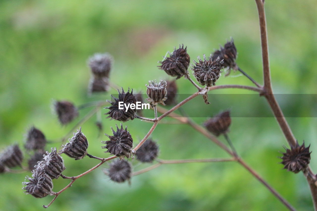 Close-up of thistle on plant