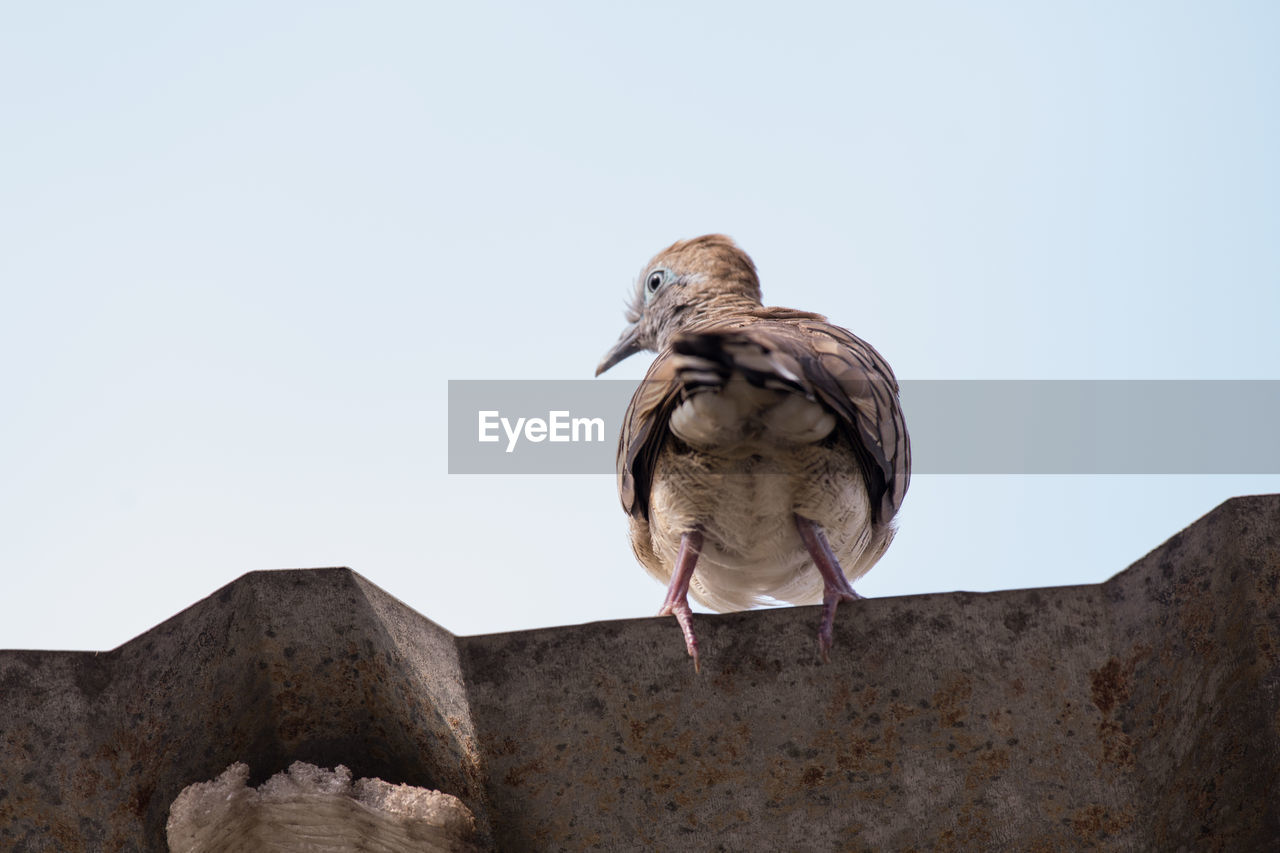 Low angle view of bird perching on rock against clear sky