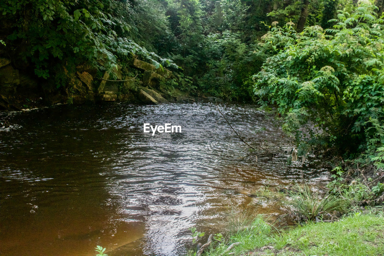 STREAM FLOWING THROUGH FOREST