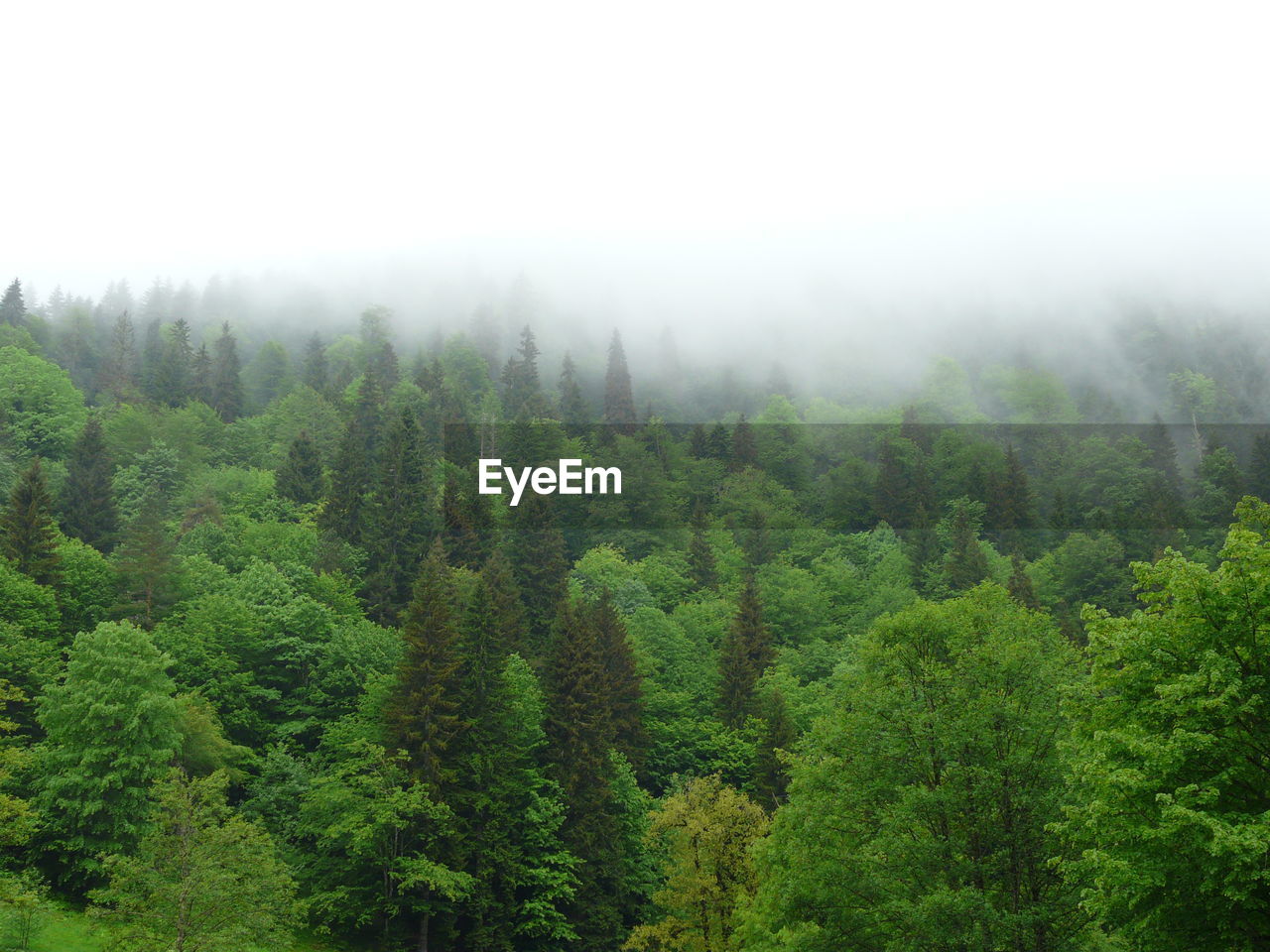 Scenic view of forest against sky