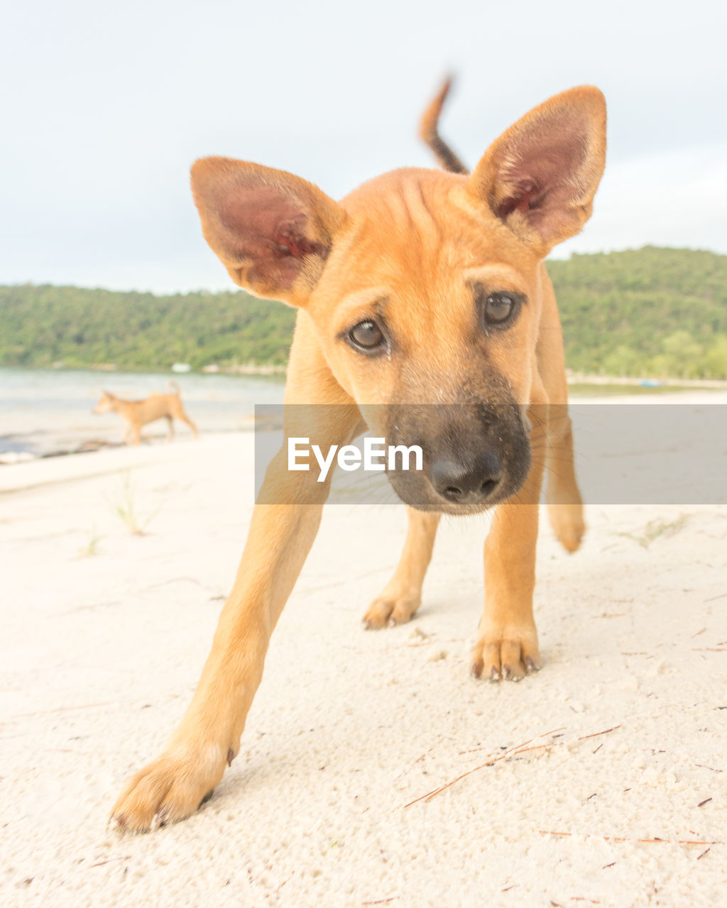 PORTRAIT OF DOG LYING ON SAND