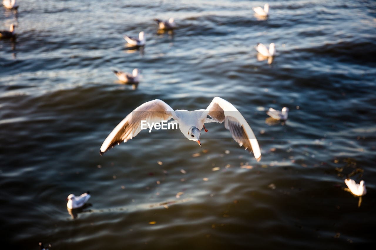 SEAGULLS IN LAKE