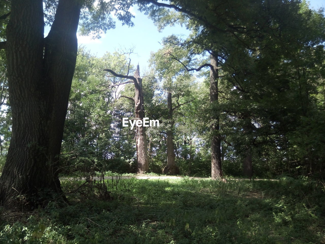 TREES ON LANDSCAPE