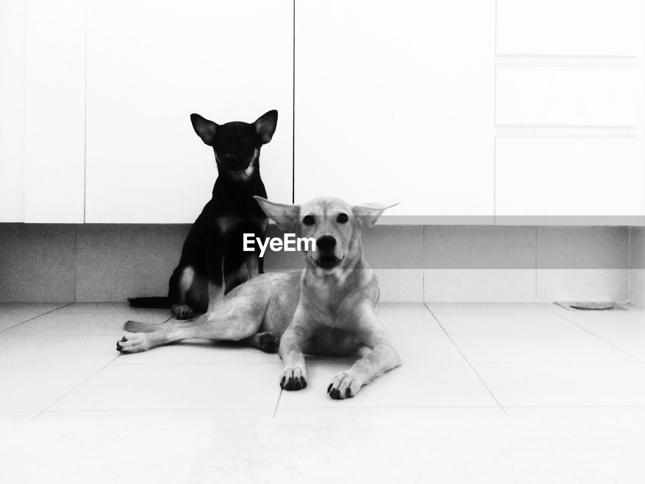 PORTRAIT OF CAT SITTING AT HOME