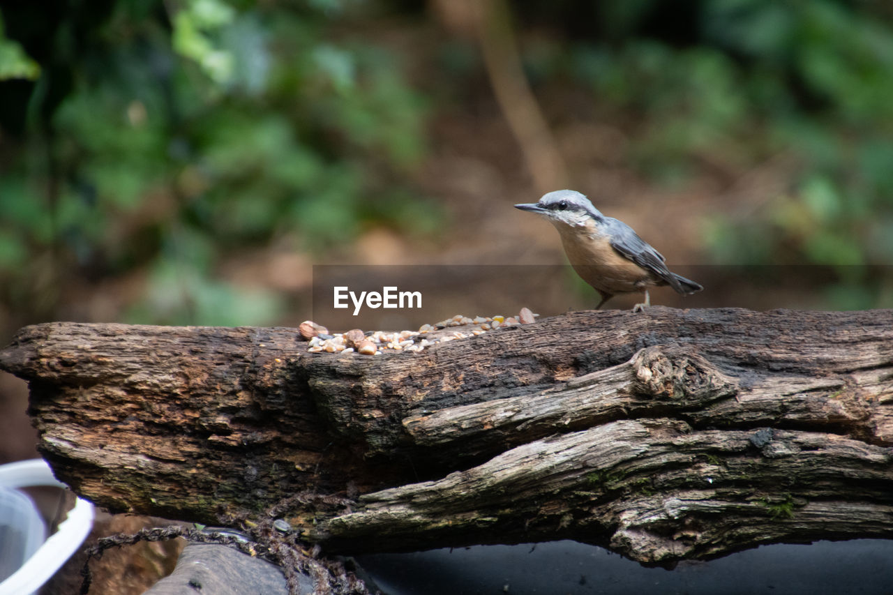 Close-up of nuthatch perching on log